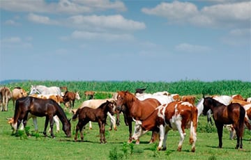 Россельхознадзор вернул в Беларусь мотыля, коров и лошадей