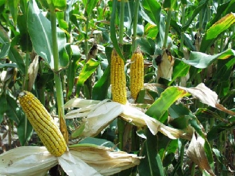 В Беларуси завершилась уборка кукурузы на зерно