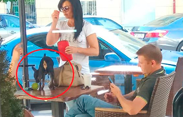 В кафе возле минского магазина на стол поставили собаку
