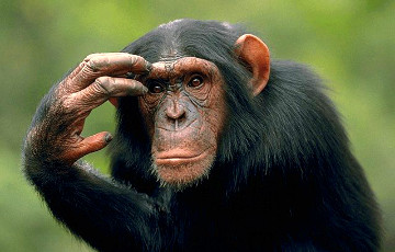 Ученые: Шимпанзе оказались большими «чистюлями», чем люди
