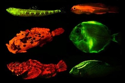 Ученые обнаружили 180 видов светящихся рыб