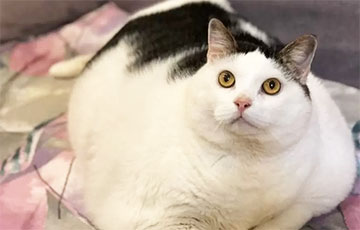 Самый толстый кот Беларуси по кличке Перышко умер