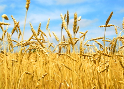 Цены на пшеницу достигли четырехлетнего минимума