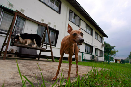 Сингапур ужесточит наказание за плохое обращение с животными