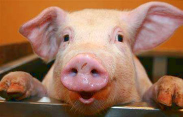 В Беларусь запретили ввозить свинину из одного региона Московии