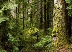 Минприроды предлагает повысить штрафы за загрязнение лесов и водоемов