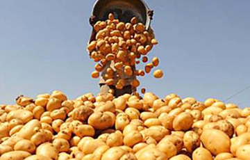 Жена белорусского экономиста доказала, что картофель был «великим миротворцем»