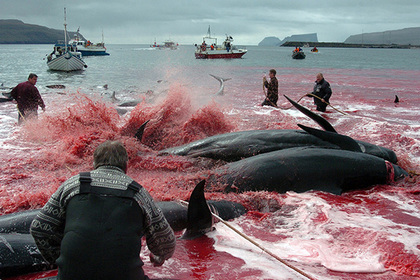 На Фарерских островах начали массовый забой китов