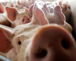 Россия может запретить белорусскую свинину