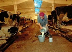 Беларусь потеряла более четверти поголовья коров в 2011 году