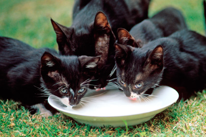 Ученые объяснили аккуратность кошек при питье