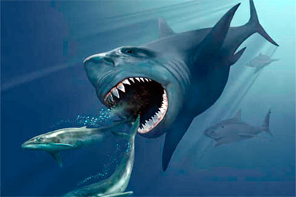 Стала известна причина вымирания самой большой акулы на Земле