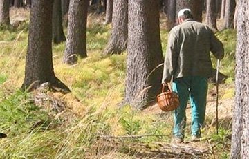 На время учений «Запад-2017» жителям Ивацевичей запретили ходить в лес