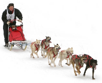 Зимние гонки на собачьих упряжках впервые устроят в Беларуси 29 января