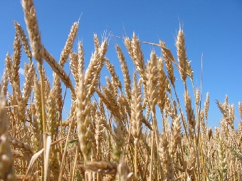 На закупку для АПК Беларуси недостающих удобрений к весеннему севу будет направлено Br578 млрд. кредитных средств