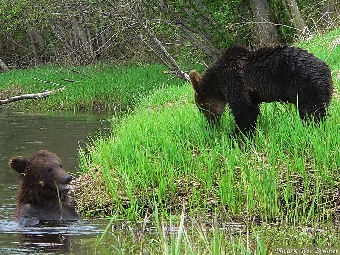 Вольеры с купальнями и кухня для животных появятся в Березинском биосферном заповеднике