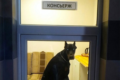 В сети посочувствовали грустному псу-консьержу из российского подъезда