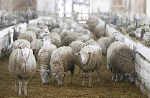 Беларусь с 17 июля ограничивает ввоз скота из Болгарии