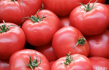 Россия вернула в Беларусь 120 тонн зараженных томатов