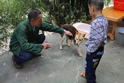 В китайском городе ввели правило «одна семья — одна собака»
