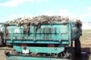 Бывшего директора птицефабрики в Буда-Кошелево, вывозившего мертвую птицу тракторами, подозревают в злоупотреблении властью