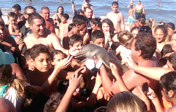 Туристы до смерти затискали дельфиненка, делая с ним «селфи»