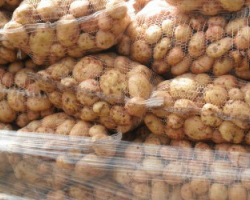Беларусь прекращает ввоз картофеля из Украины