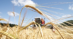 В Беларуси ввели полугодовой запрет на вывоз зерна за границу