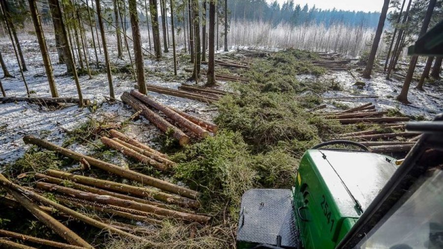В 2021 году белорусский лес дает дикую рентабельность