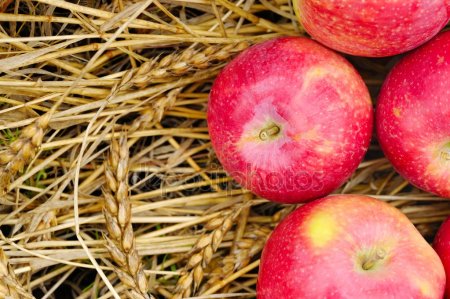 Минсельхозпрод обещает выполнить госзаказ и прогнозирует рекордный урожай яблок