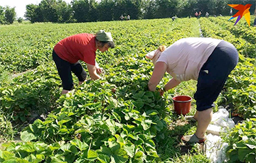 В Беларуси фермеры зовут людей на поле спасать урожай клубники