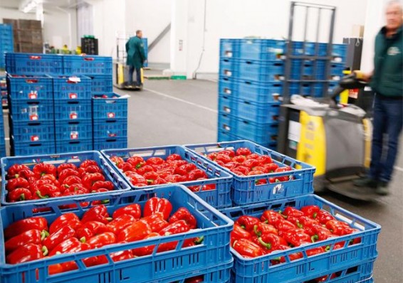 Продовольственная «партизанка»: Беларусь лидирует по реэкспорту санкционных продуктов