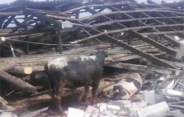 Ураган разрушил ферму в Березовском районе: фото