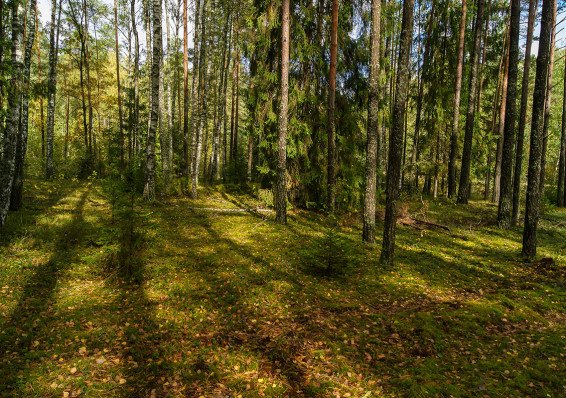 В ближайшее время в Беларуси будут сняты запреты на посещение лесов