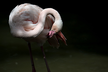 Школьники насмерть забили американского фламинго в чешском зоопарке
