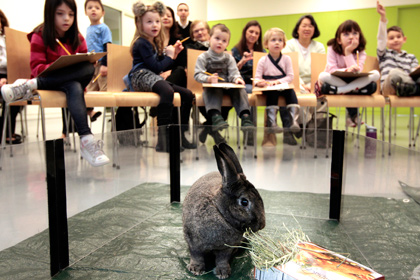 Австрийского учителя отстранили от работы за убийство кроликов на уроке