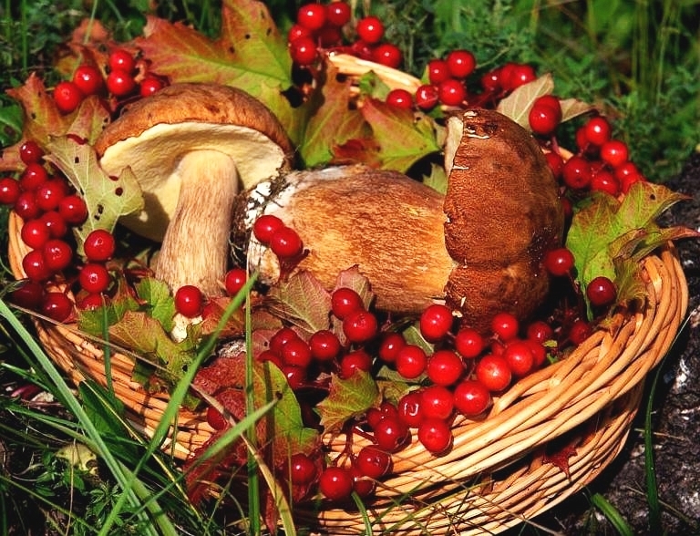Ягоды - средне, грибы - ниже среднего: Академия наук спрогнозировала дикорастущую урожайность
