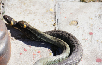 Ученый объяснил, почему в Пинске появилось так много змей на набережной