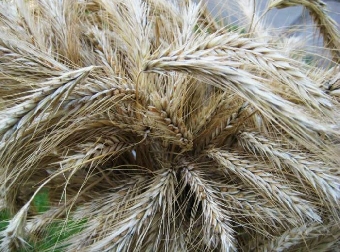 Массовый сев зерновых в Беларуси завершен в оптимальные сроки