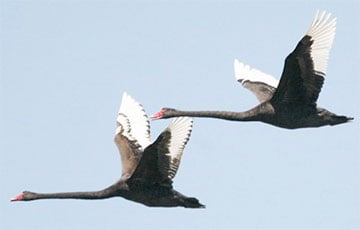 Кошмар Лукашенко: «черных лебедей» прилетело еще несколько