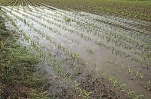 Проливные дожди на Полесье смыли посевы - потери исчисляются миллиардами