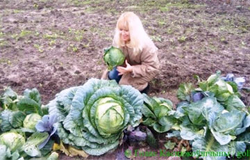Фотофакт: гигантскую капусту вырастила в Костюковичах пенсионерка