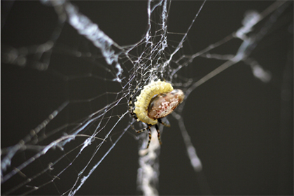 Ученые описали процесс превращения пауков в зомби-ткачей