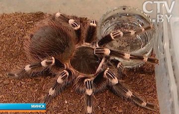 Таможня отправила экзотических пауков в минский зоопарк