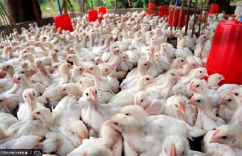 Минздрав Беларуси отменил ограничения на ввоз овощной продукции из ЕС, следующей в Россию
