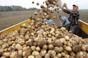 Беларусь начала закупать картофель у Украины, своего не хватает