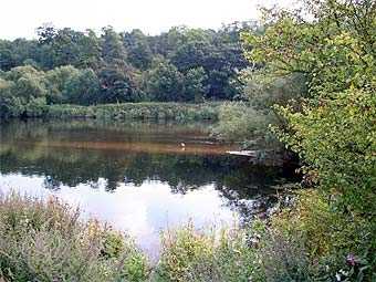 В одну из крупнейших рек Великобритании попал цианид