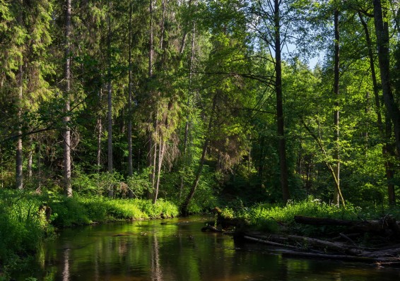 Запреты на посещение лесов сняты в трех областях Беларуси