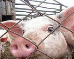 Беларусь ввела запрет на ввоз свинины из Черниговской области Украины