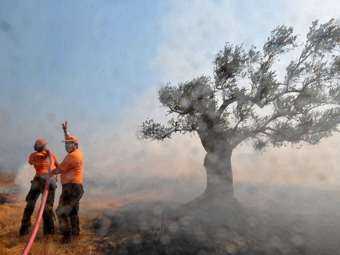 Греческого фермера обвинили в массовых поджогах